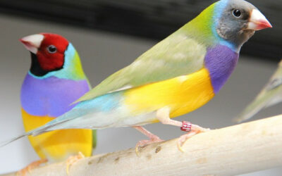 Birds can be perfect pets for our older loved ones