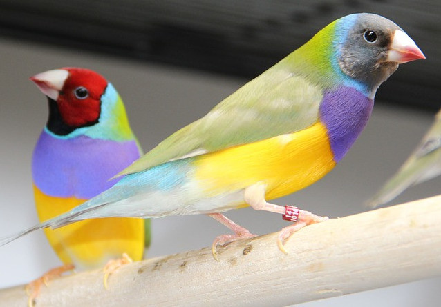 Birds can be perfect pets for our older loved ones