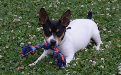 Best Dog For Seniors, My Parent’s Dog: Mickey’s Story